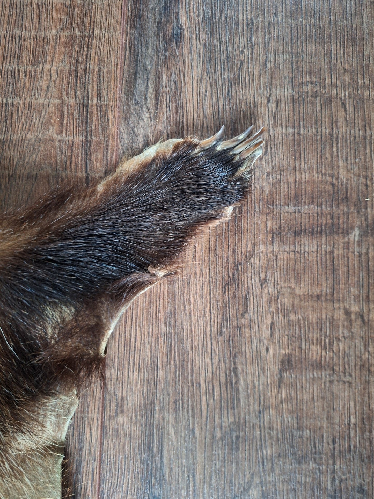 Badger hide #5