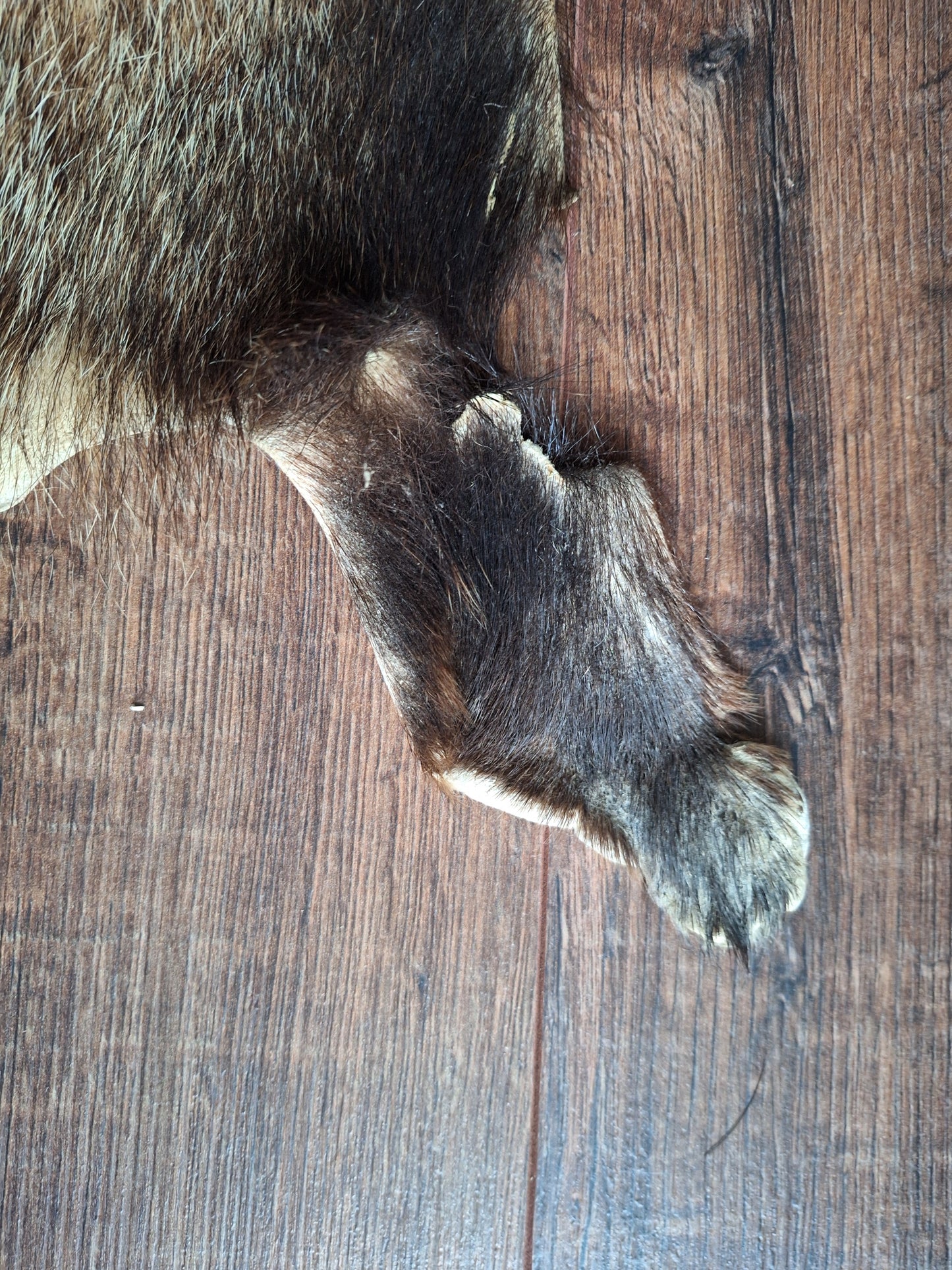 Badger hide #5