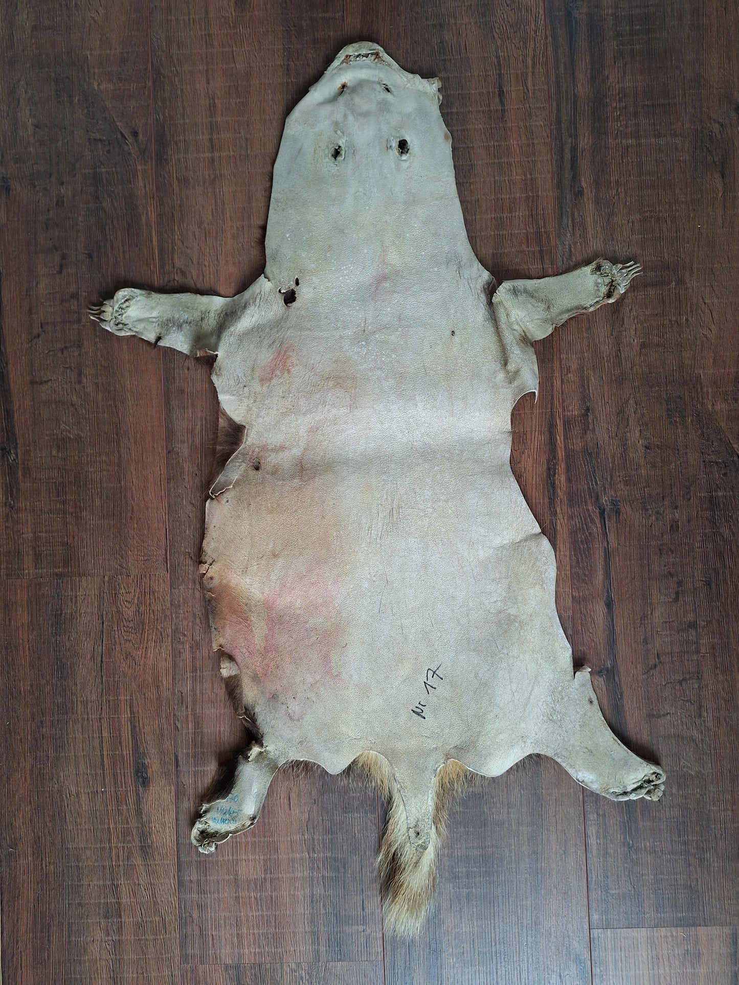 Badger hide #5