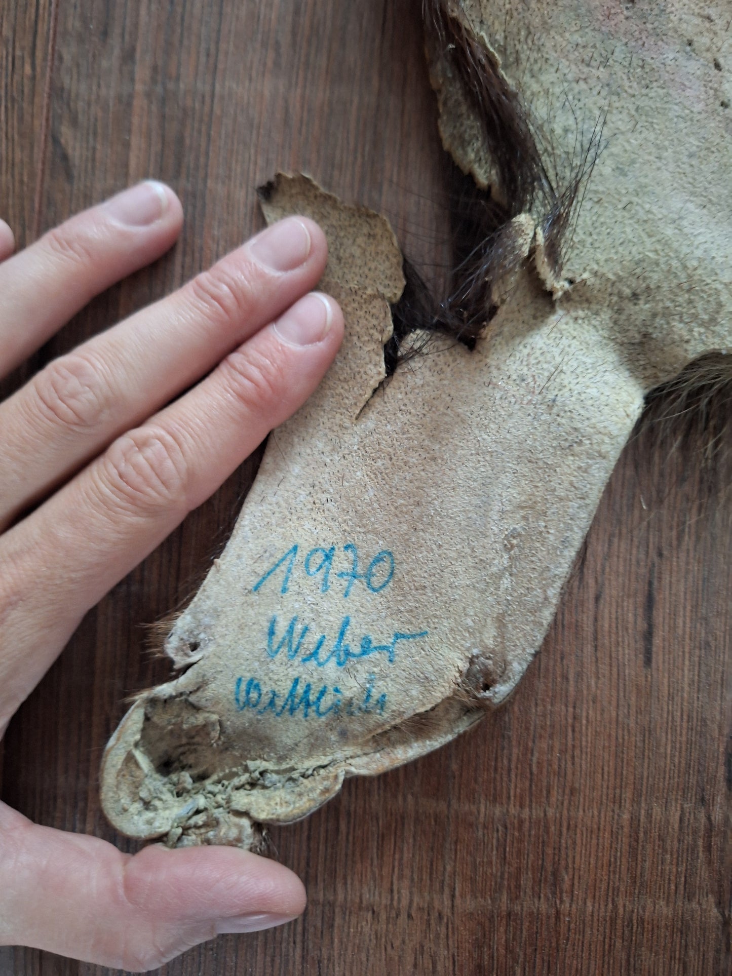 Badger hide #5