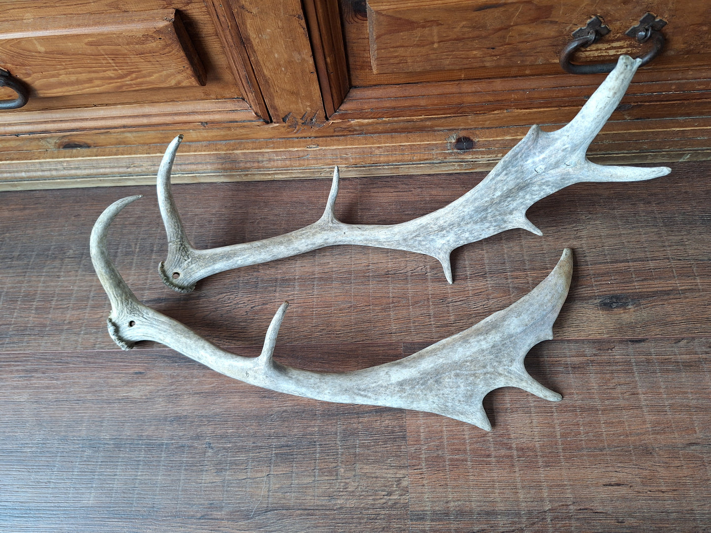 Fallow deer antlers, set of two #4
