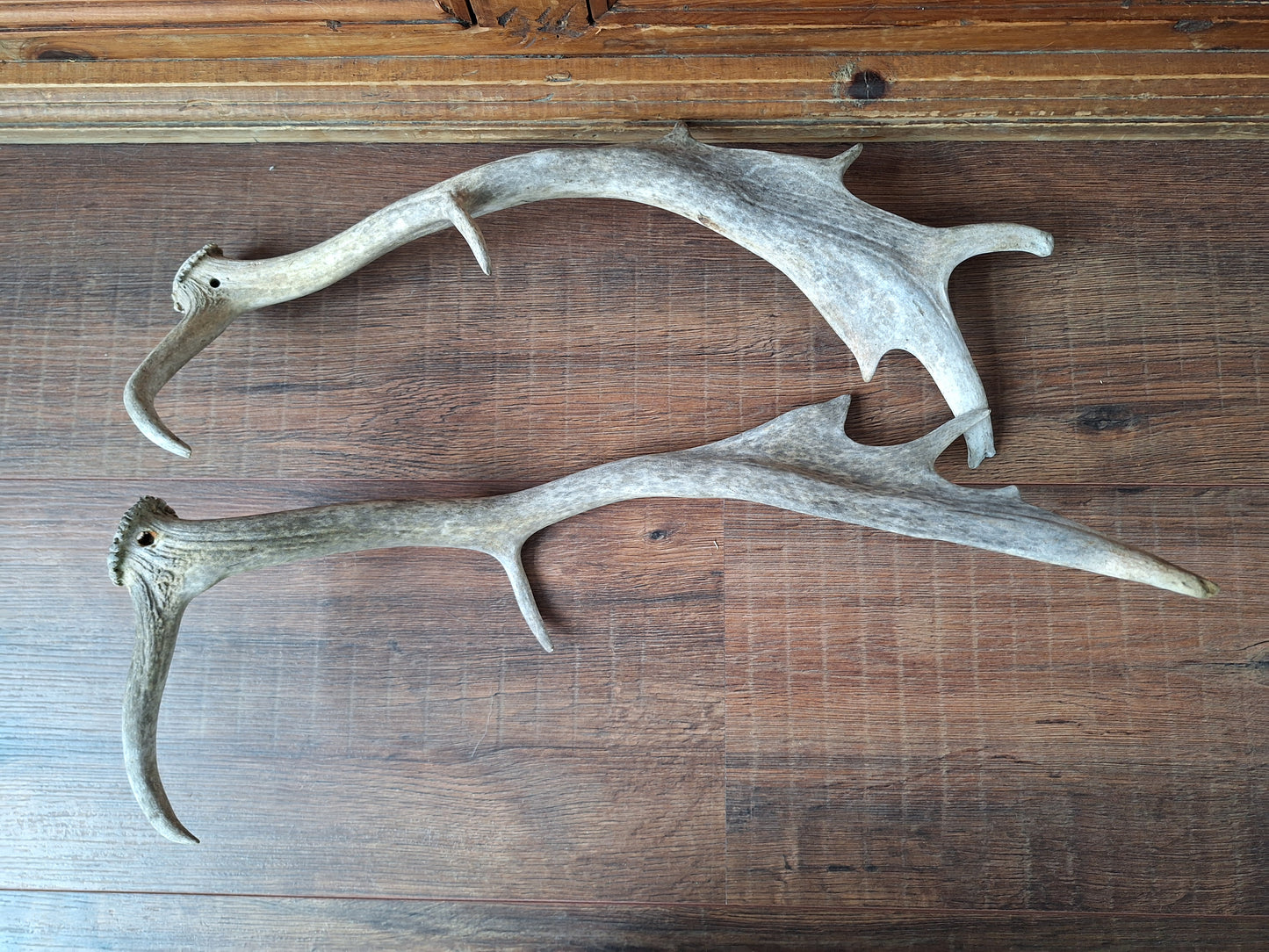 Fallow deer antlers, set of two #4
