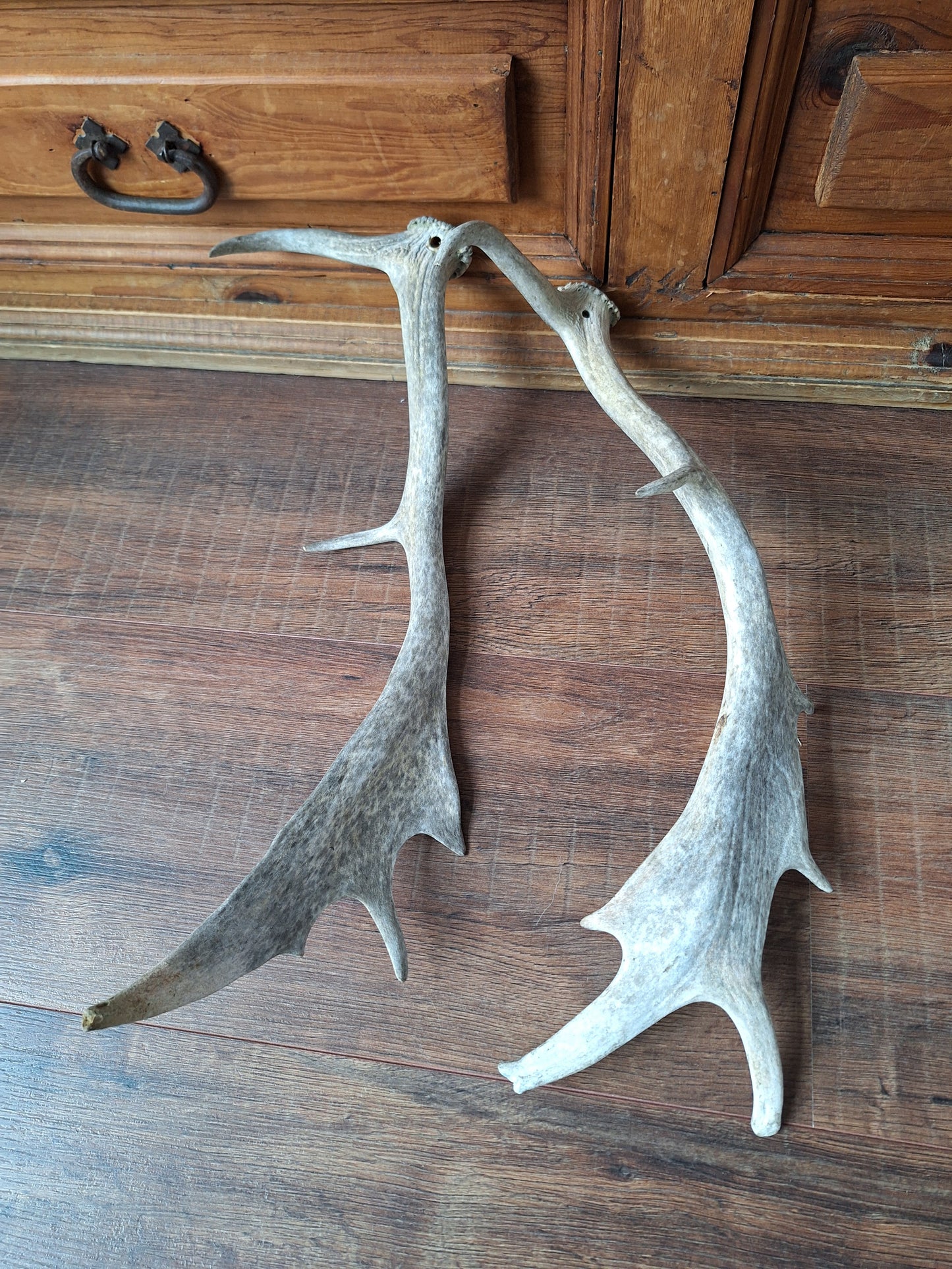 Fallow deer antlers, set of two #4