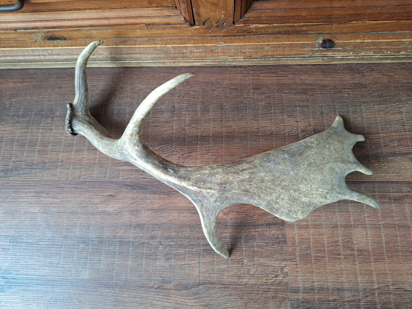 Fallow deer antler, single #4