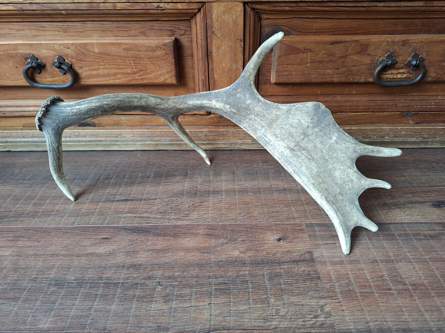 Fallow deer antler, single #4