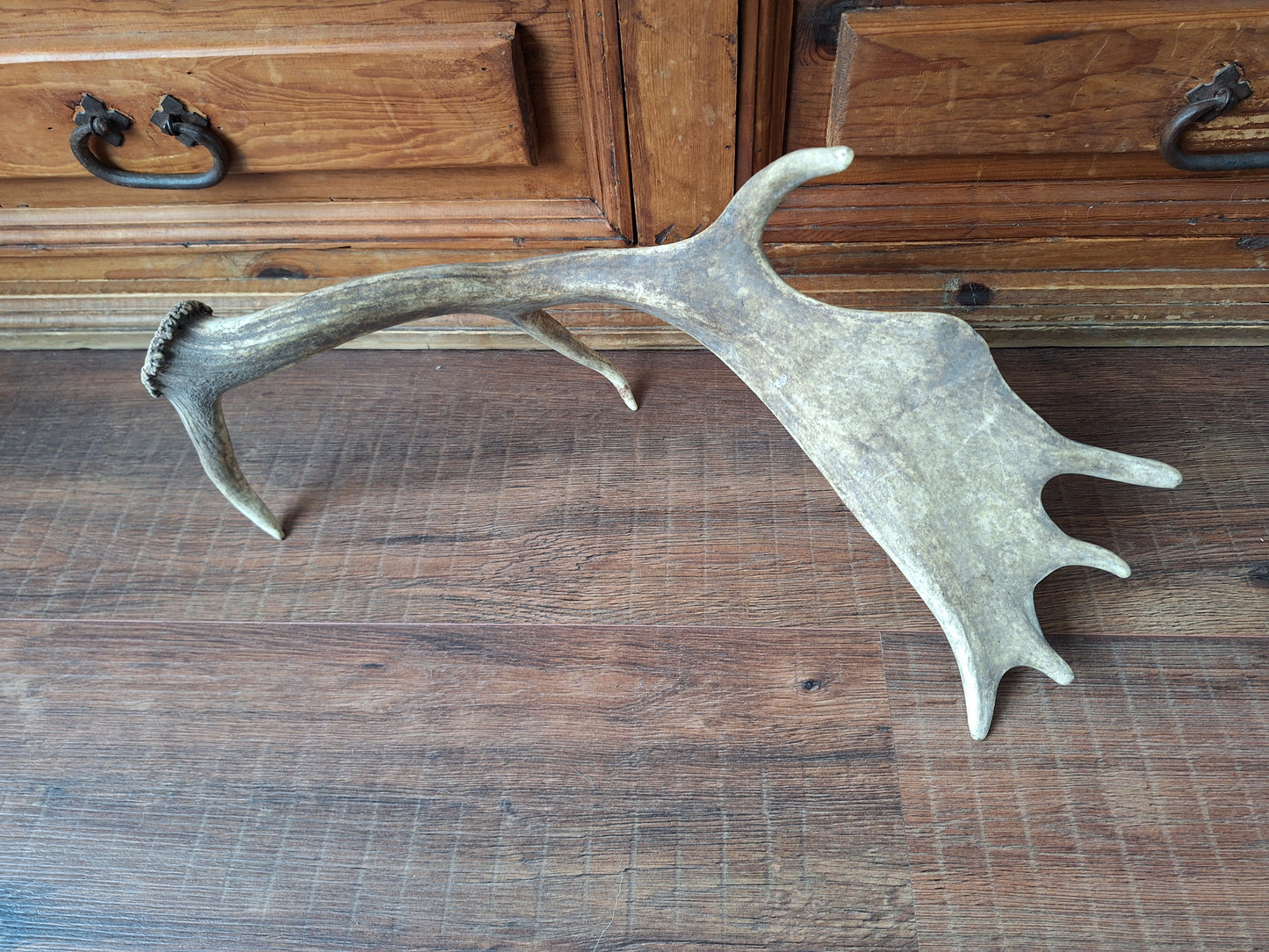 Fallow deer antler, single #4