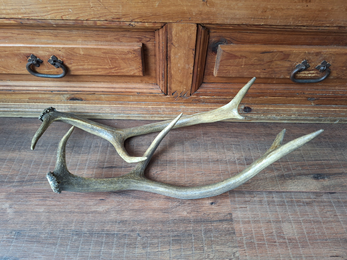 Red deer antlers, set of two #2