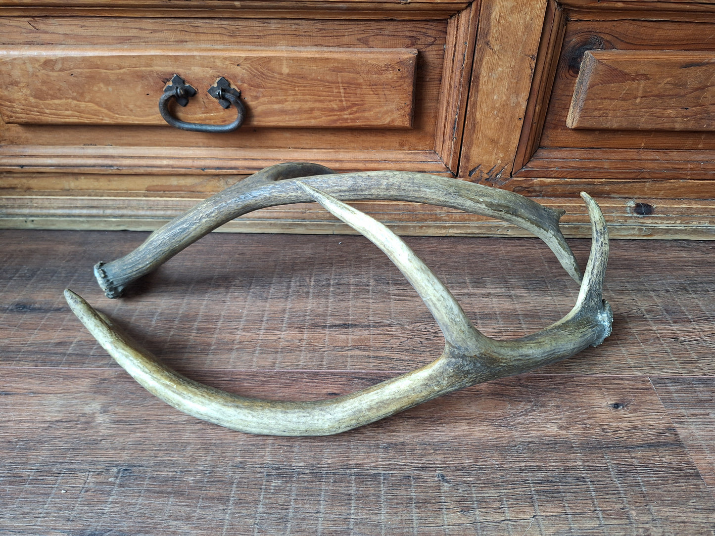 Red deer antlers, set of two #2