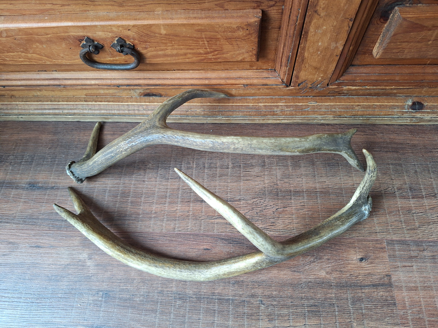 Red deer antlers, set of two #2