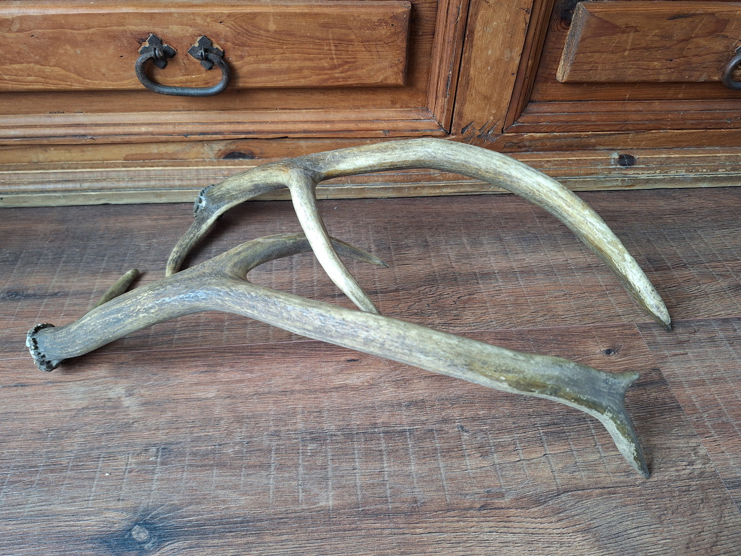 Red deer antlers, set of two #2