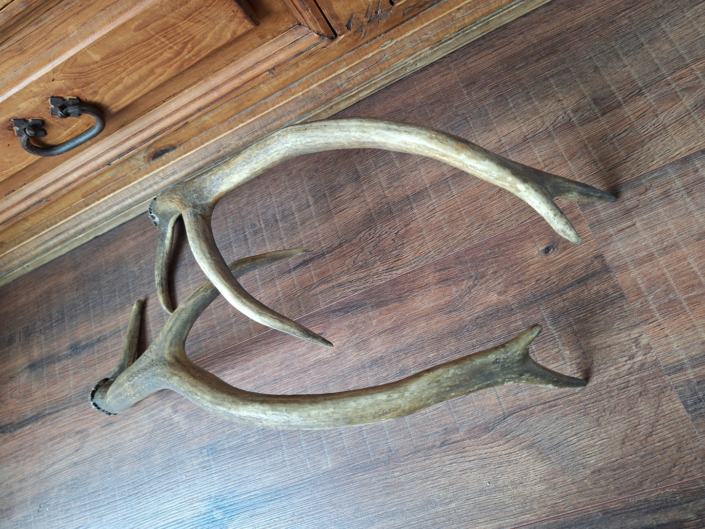 Red deer antlers, set of two #2
