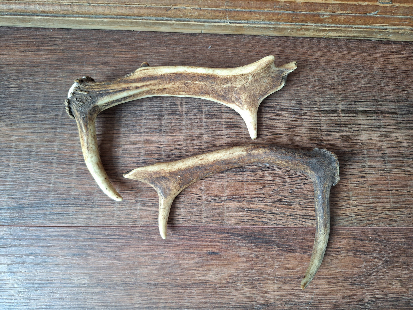 Fallow deer antlers, set of two #3