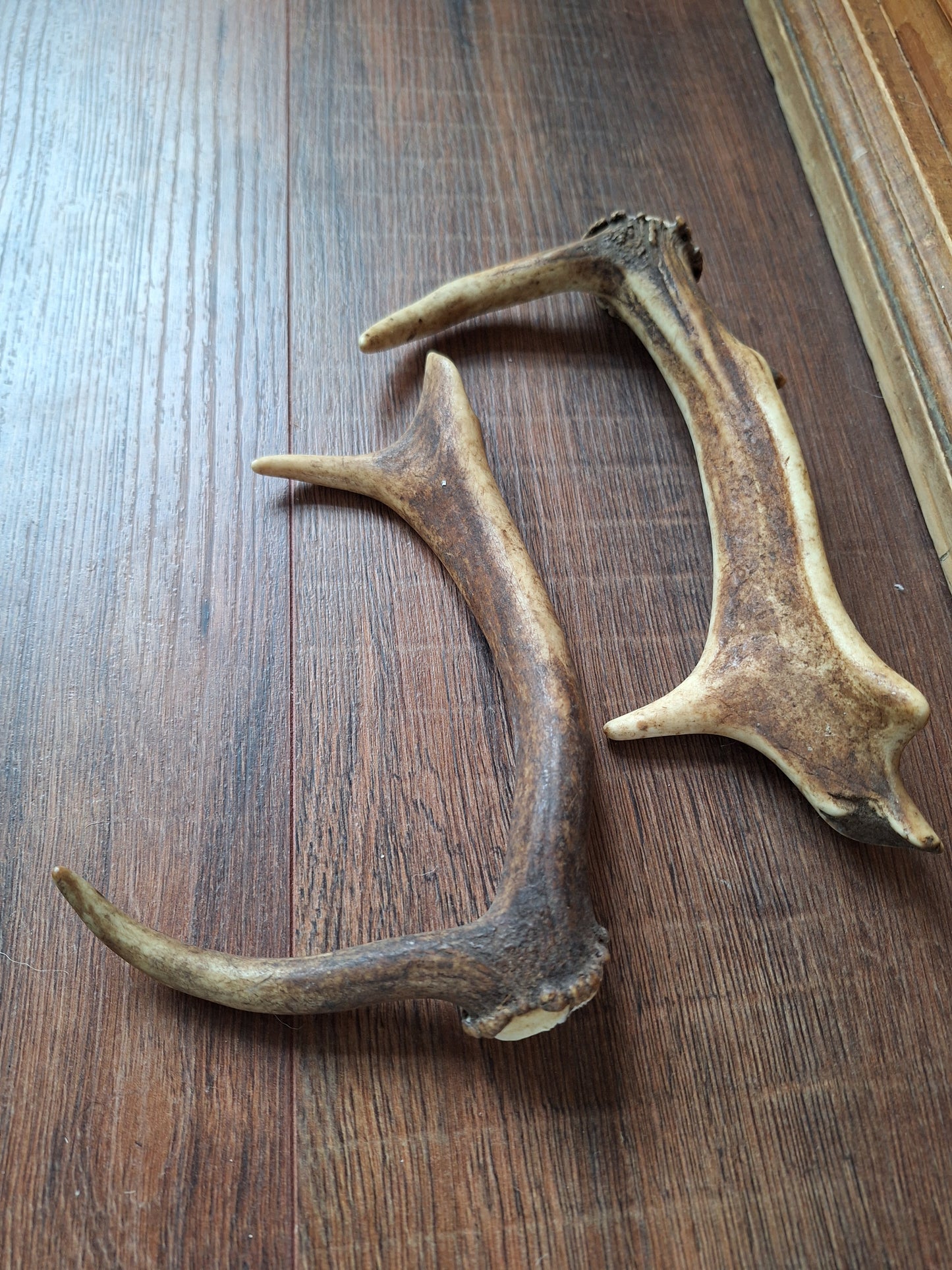 Fallow deer antlers, set of two #3