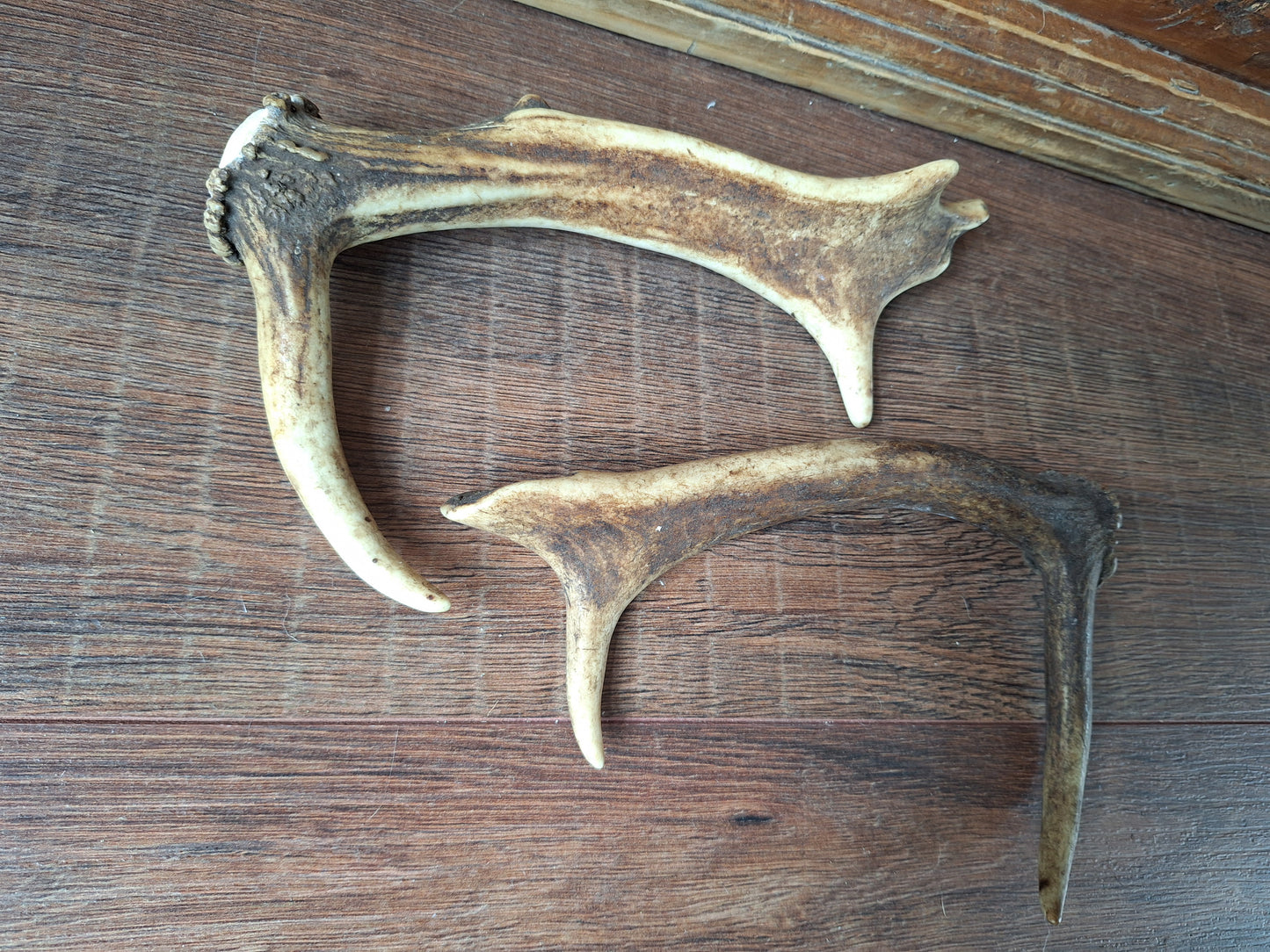 Fallow deer antlers, set of two #3