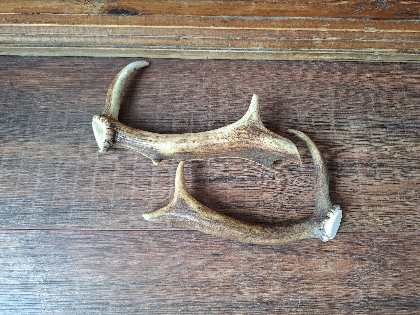 Fallow deer antlers, set of two #3