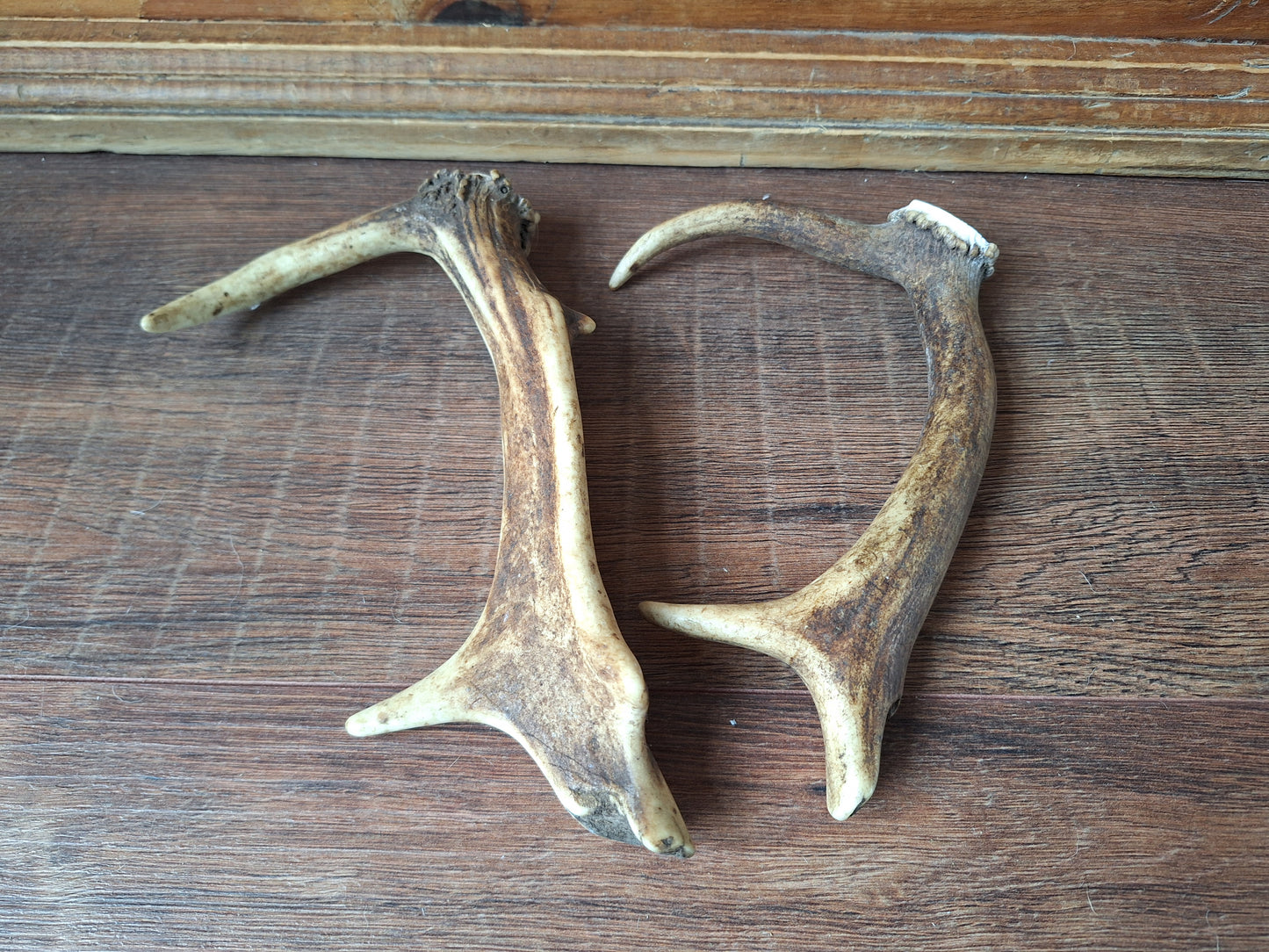 Fallow deer antlers, set of two #3