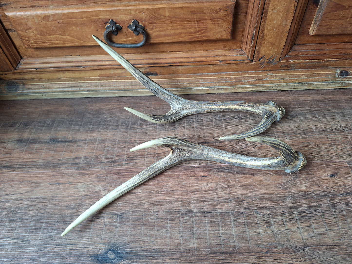 Red deer antlers, set of two #1