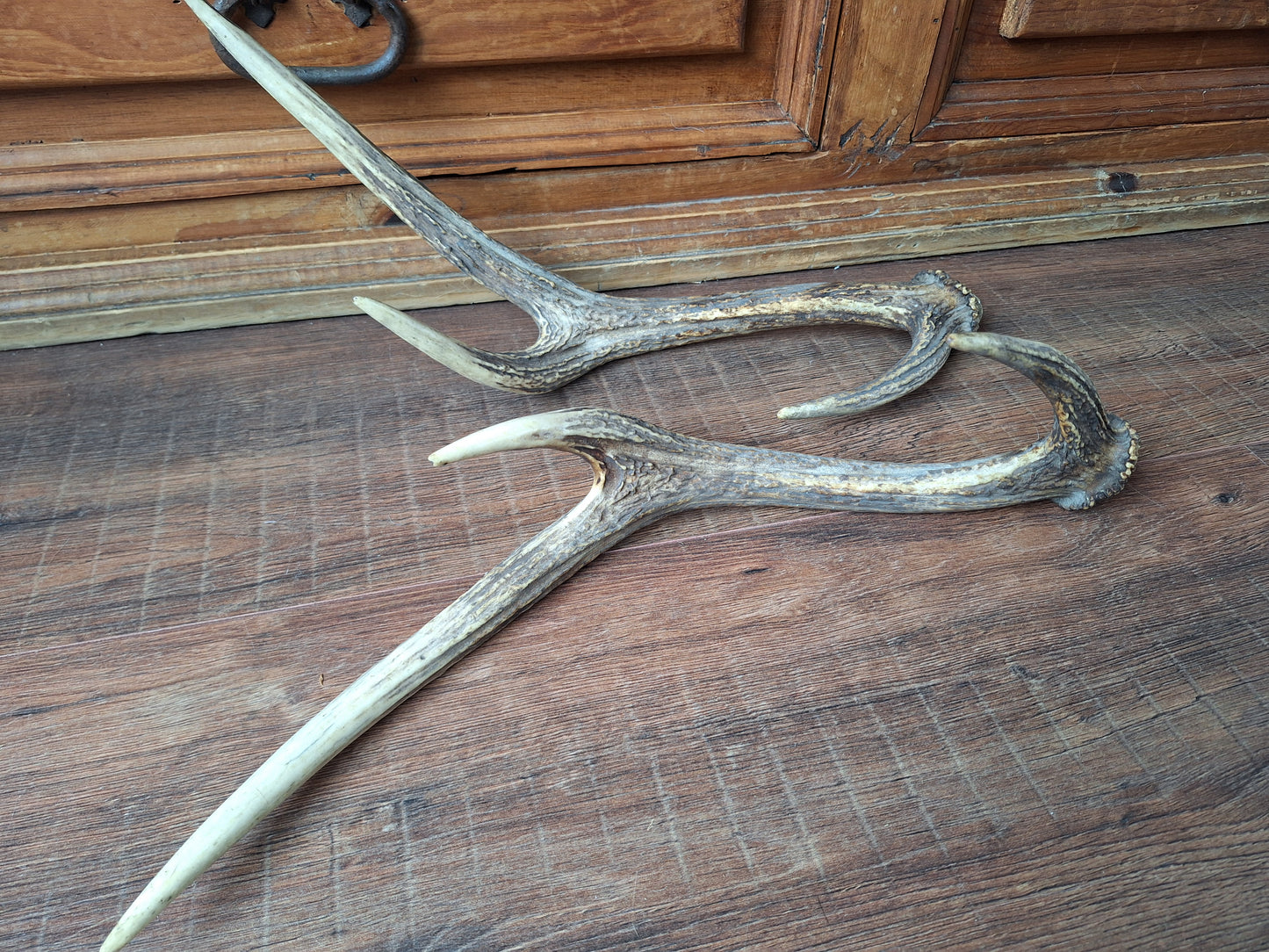 Red deer antlers, set of two #1