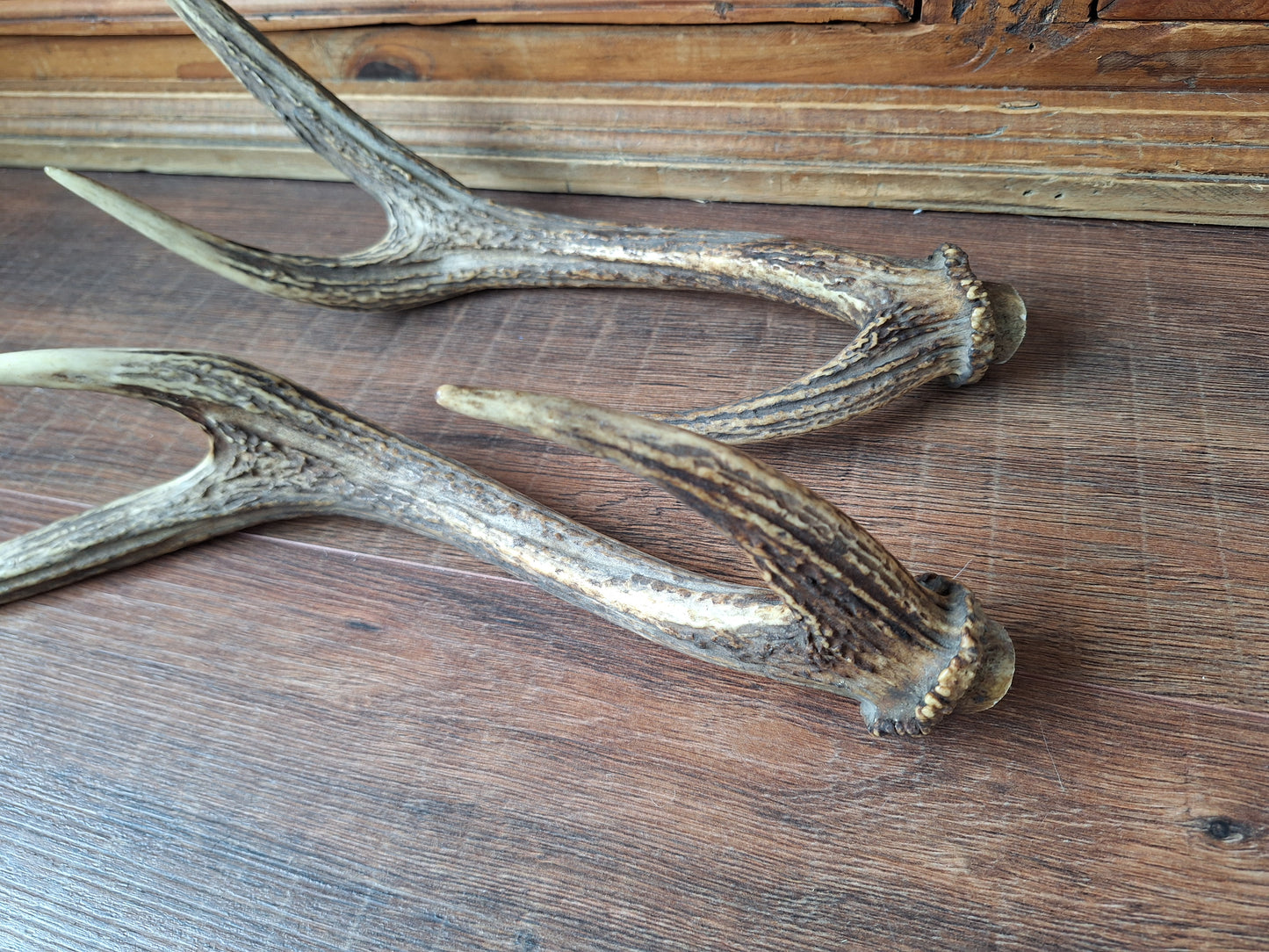 Red deer antlers, set of two #1