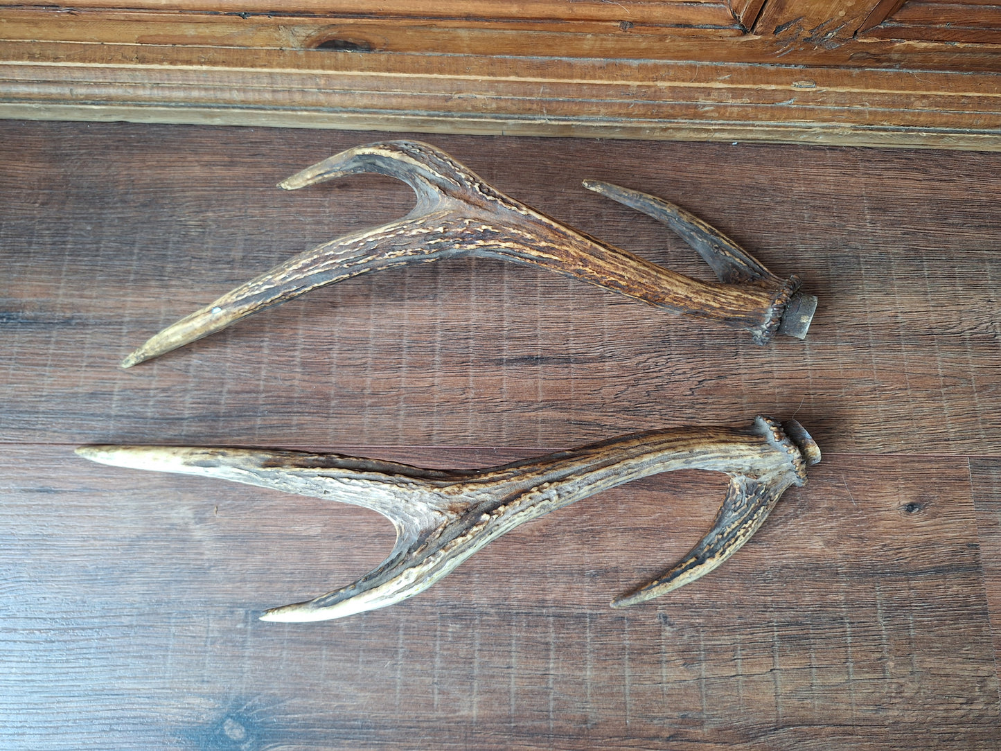 Red deer antlers, set of two #1