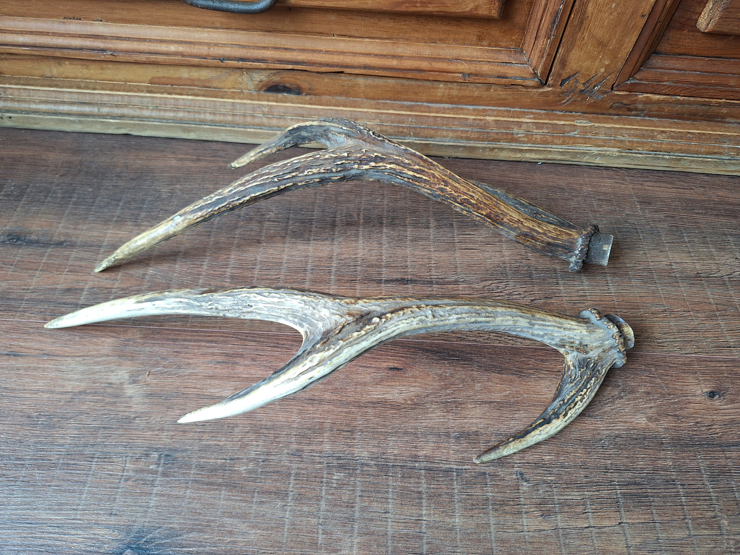 Red deer antlers, set of two #1