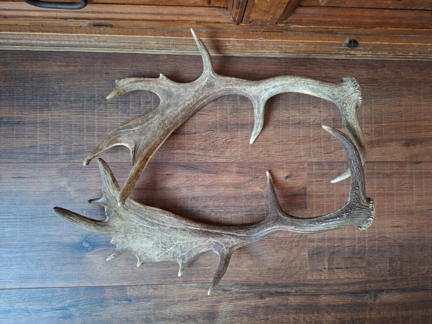Fallow deer antlers, set of two #8