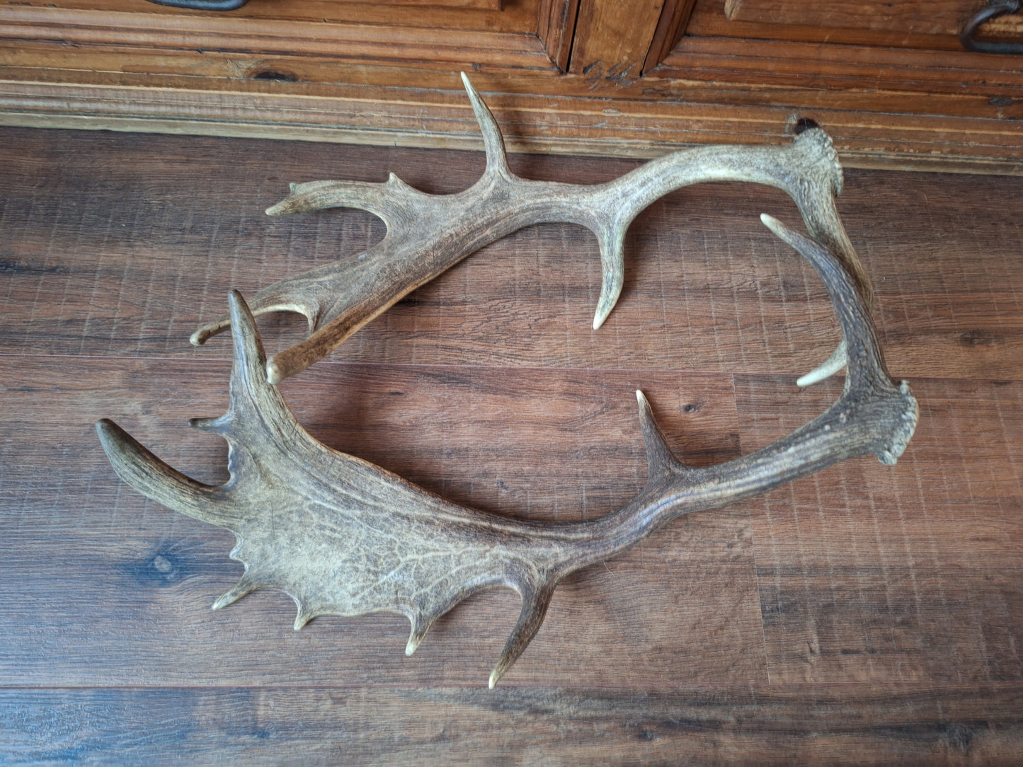 Fallow deer antlers, set of two #8