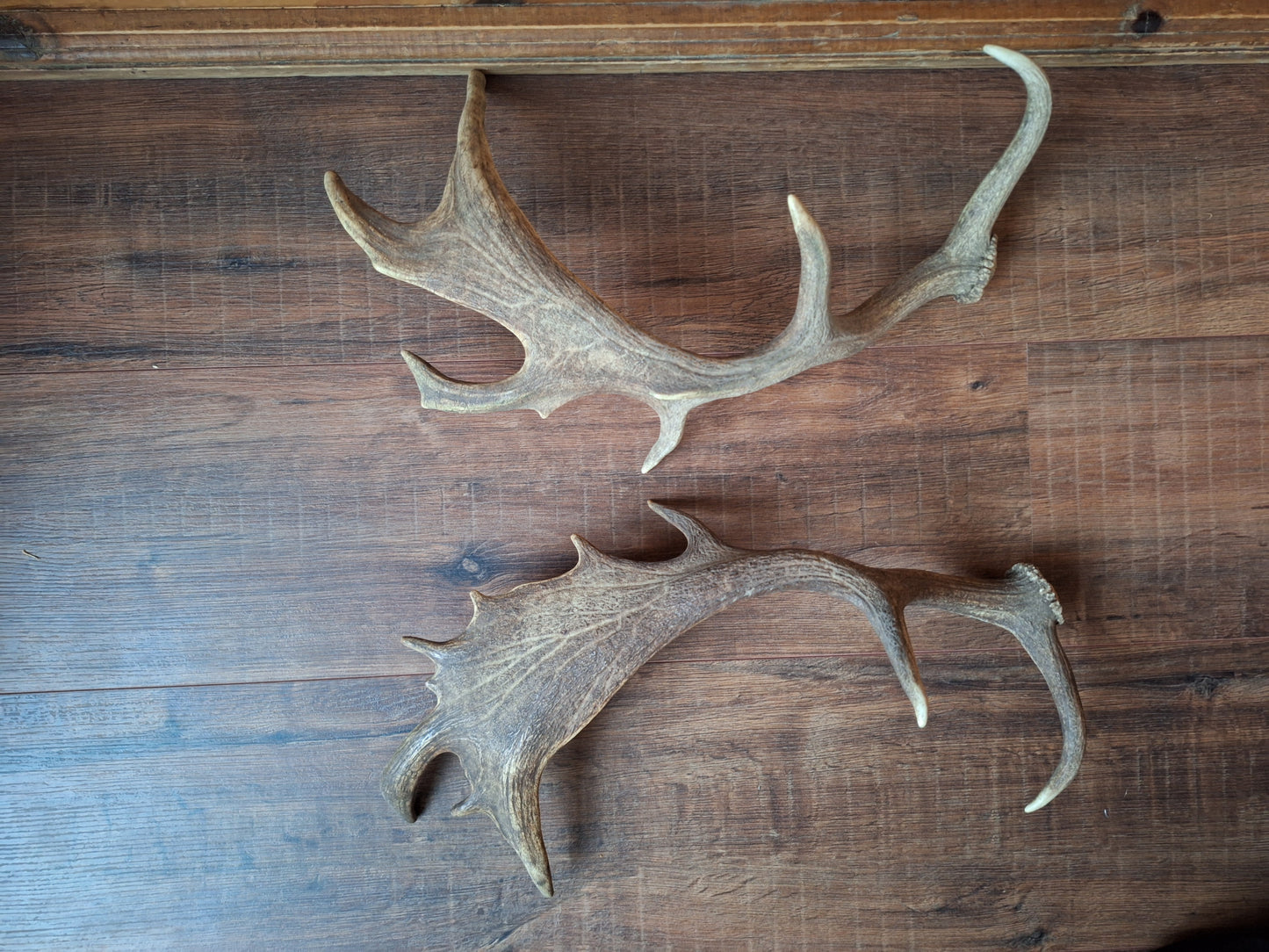 Fallow deer antlers, set of two #8