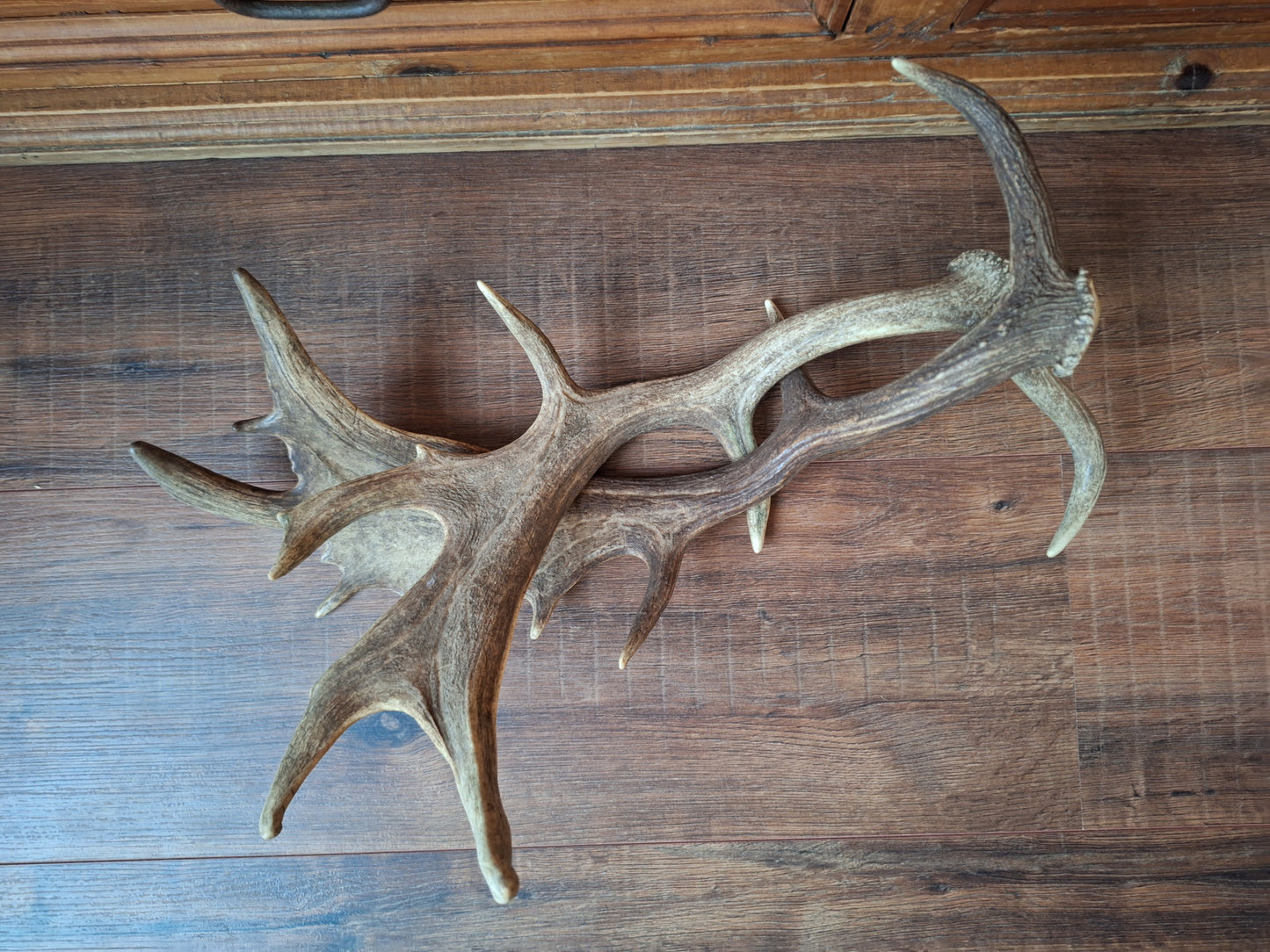 Fallow deer antlers, set of two #8