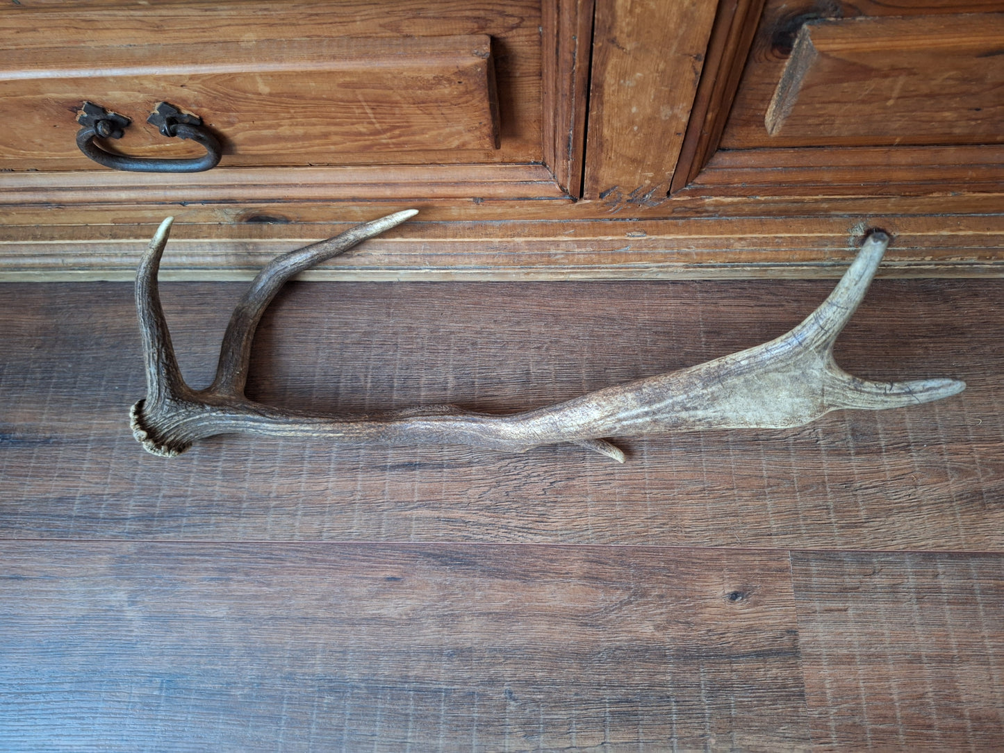 Fallow deer antler, single #6