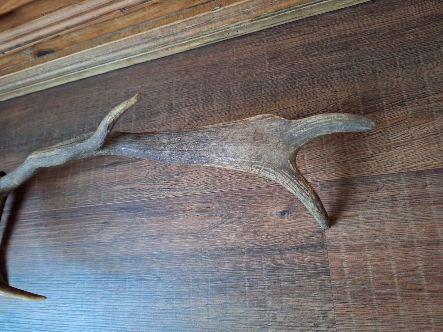 Fallow deer antler, single #6