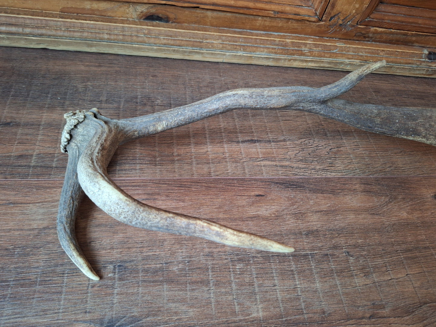 Fallow deer antler, single #6