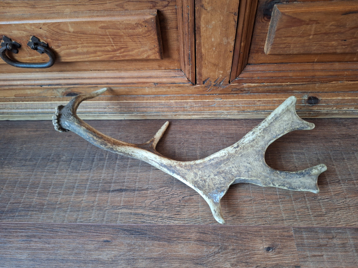 Fallow deer antler, single #7