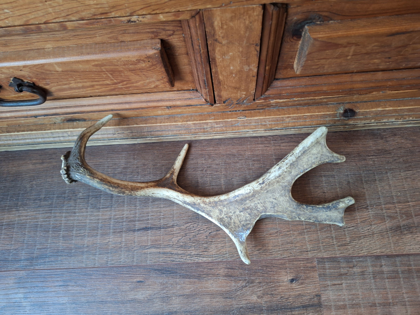 Fallow deer antler, single #7