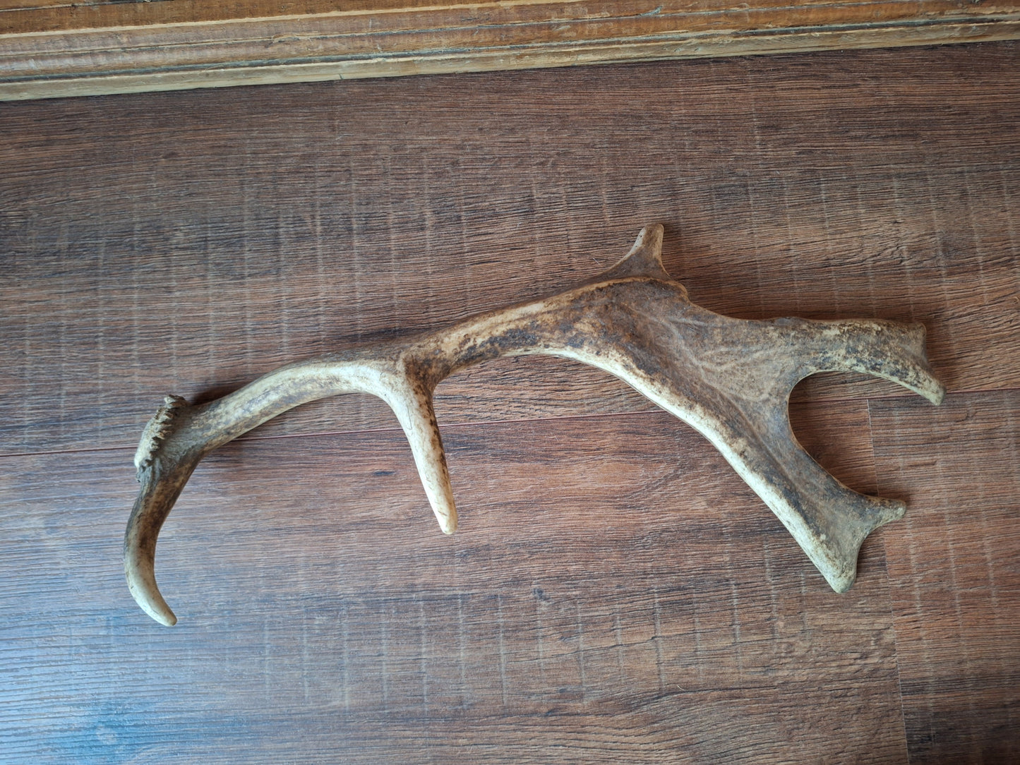 Fallow deer antler, single #7