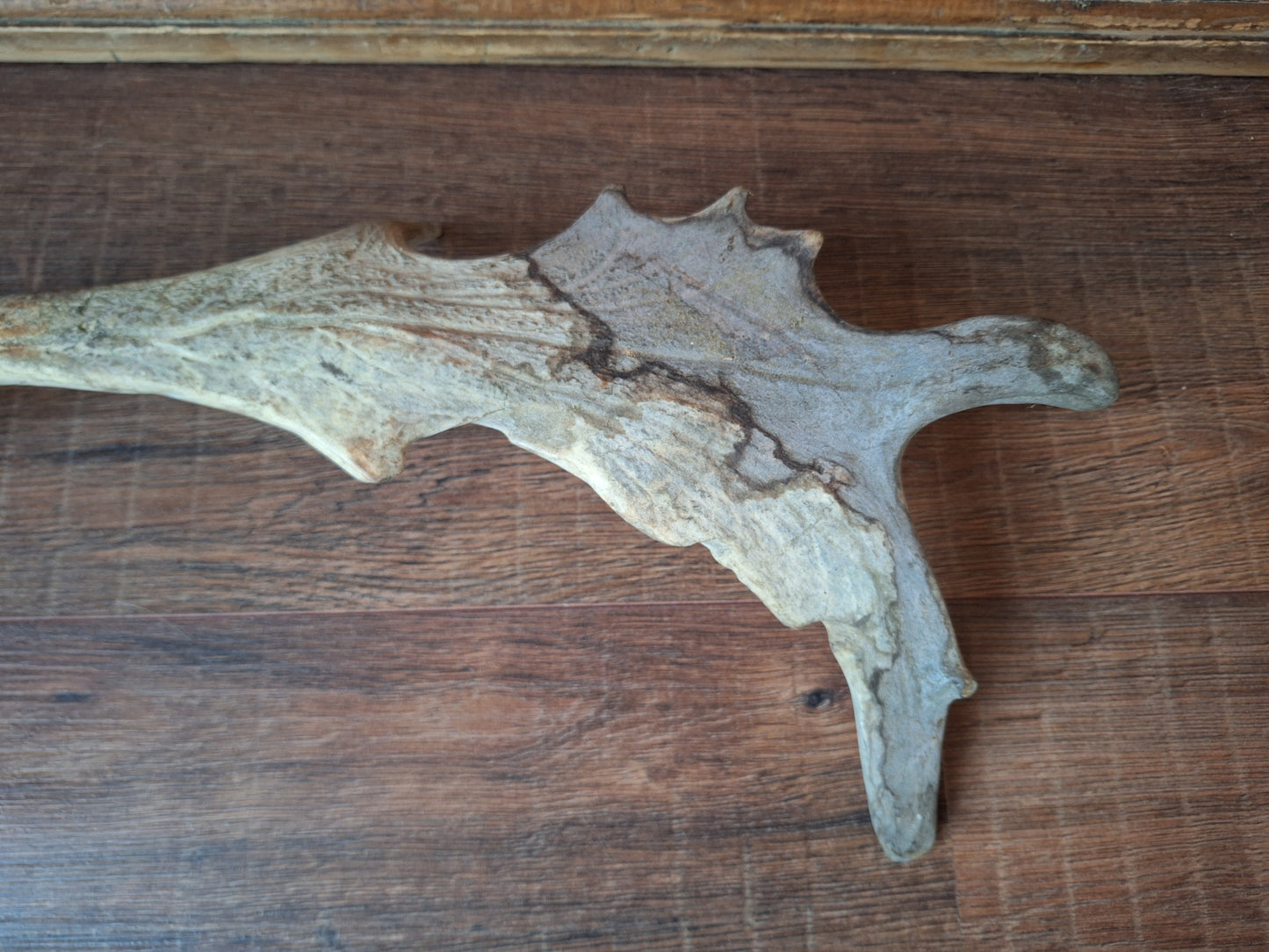 Fallow deer antler, single #8 B-quality