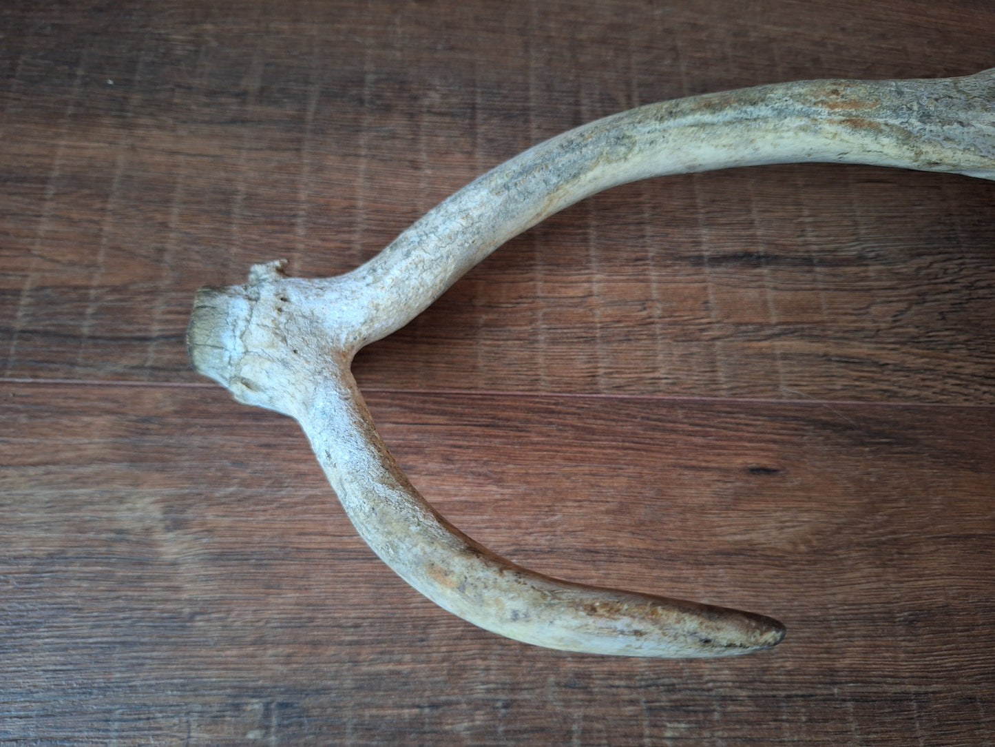Fallow deer antler, single #8 B-quality