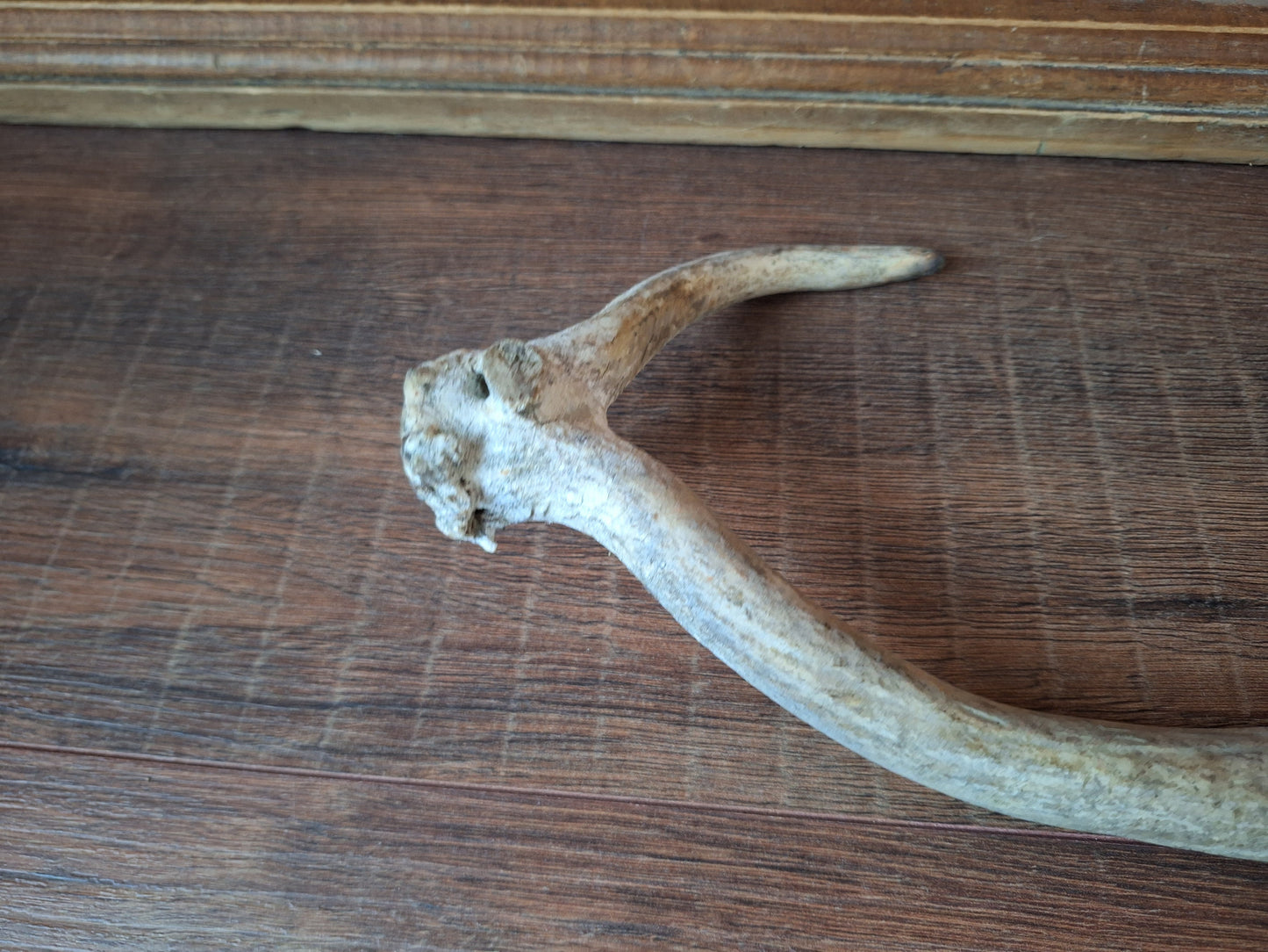 Fallow deer antler, single #8 B-quality