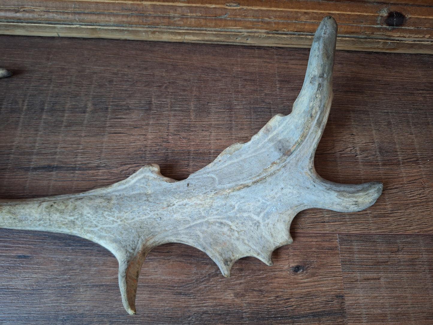 Fallow deer antler, single #8 B-quality