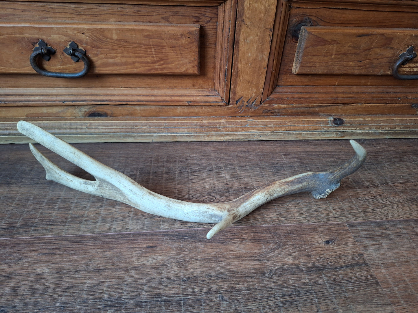 Fallow deer antler, single #9