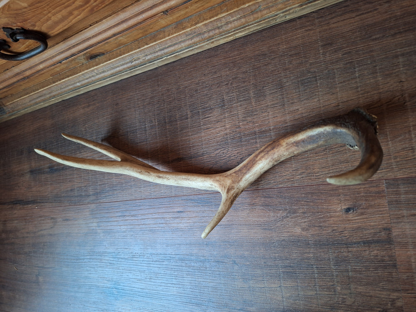 Fallow deer antler, single #9