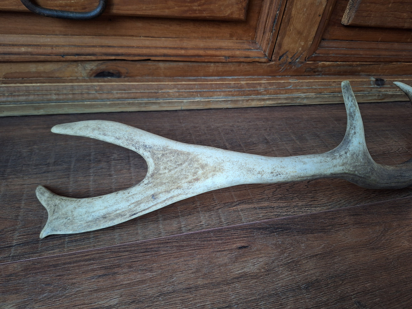 Fallow deer antler, single #9