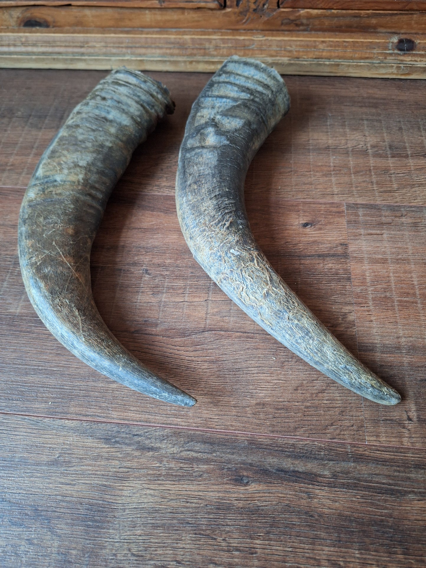 Water buffalo horns, single