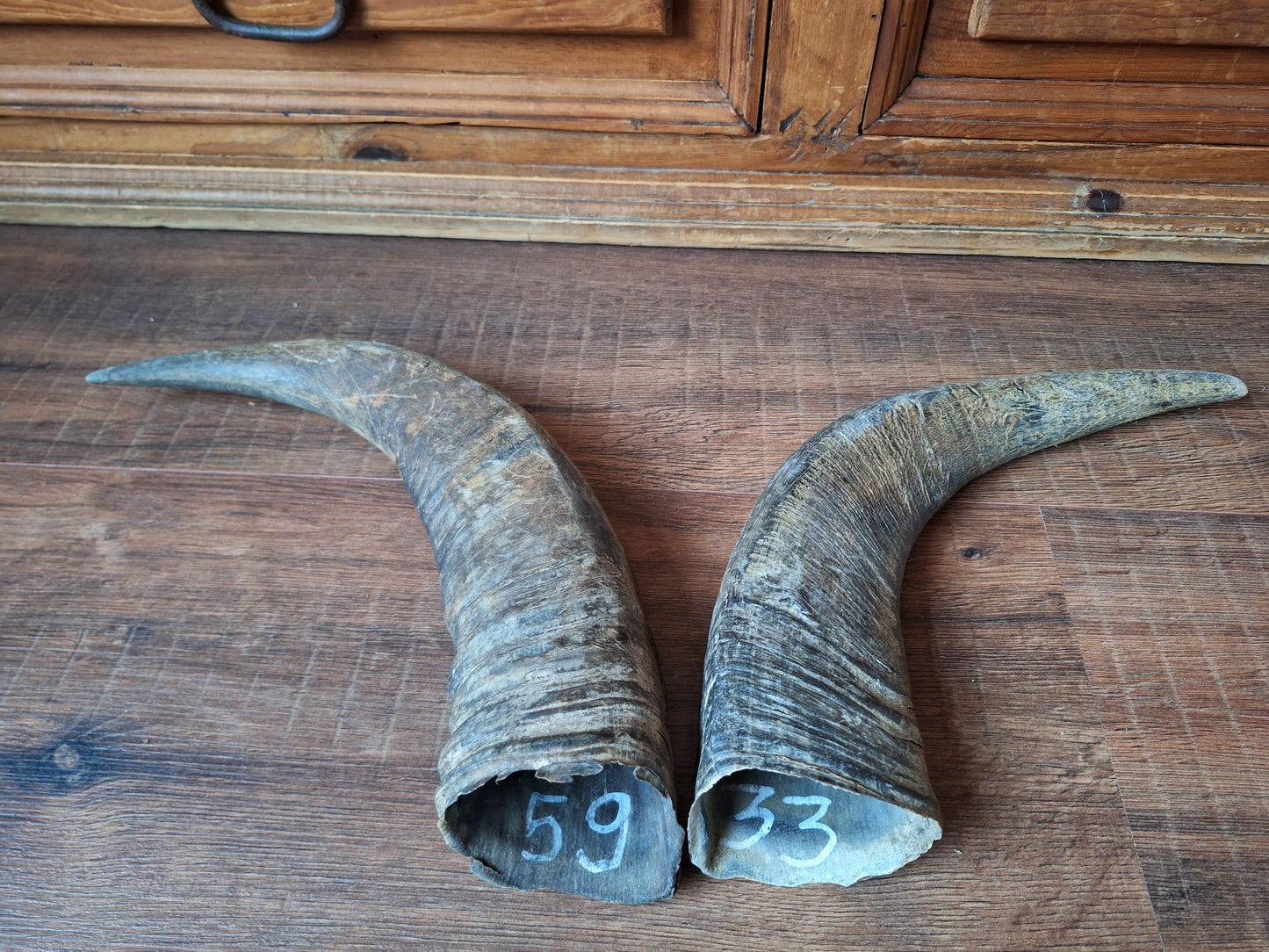 Water buffalo horns, single