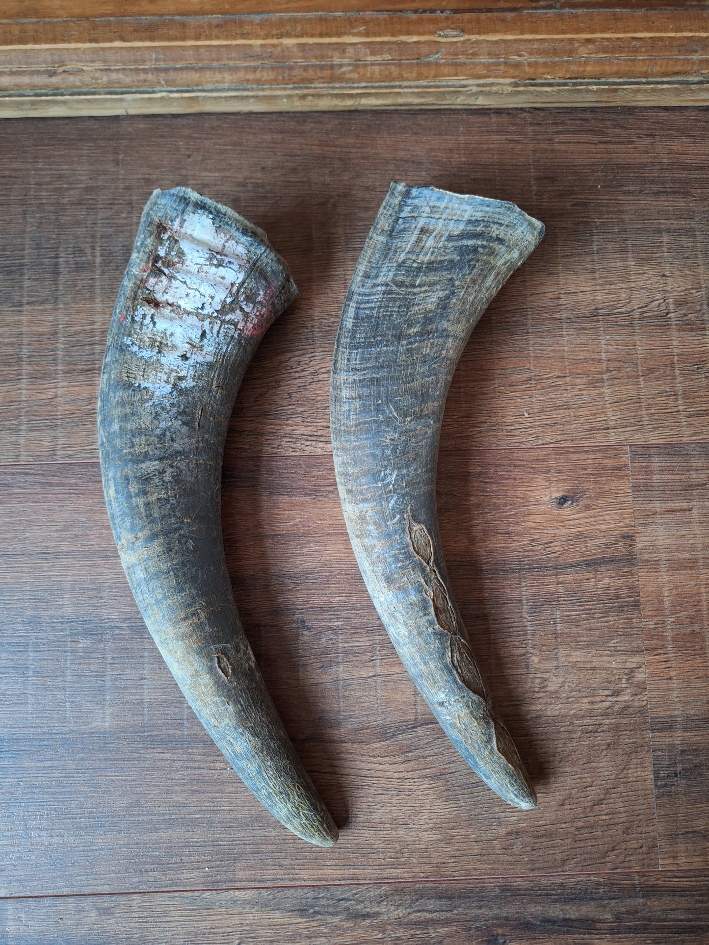 Water buffalo horns, set of two