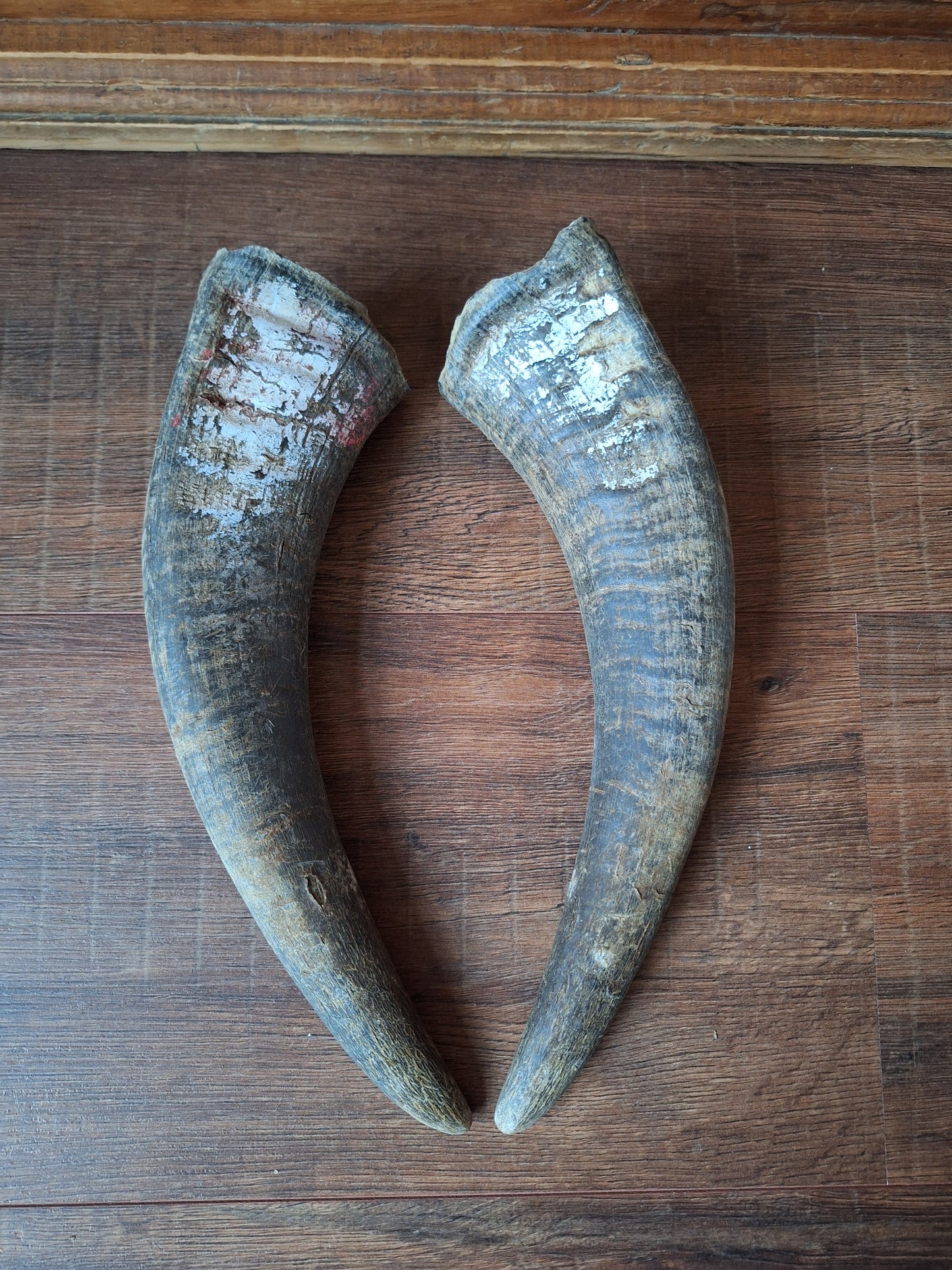 Water buffalo horns, set of two