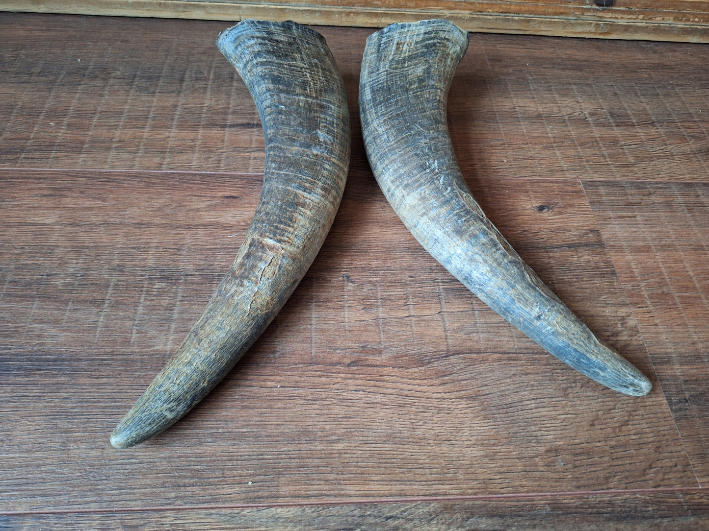 Water buffalo horns, set of two
