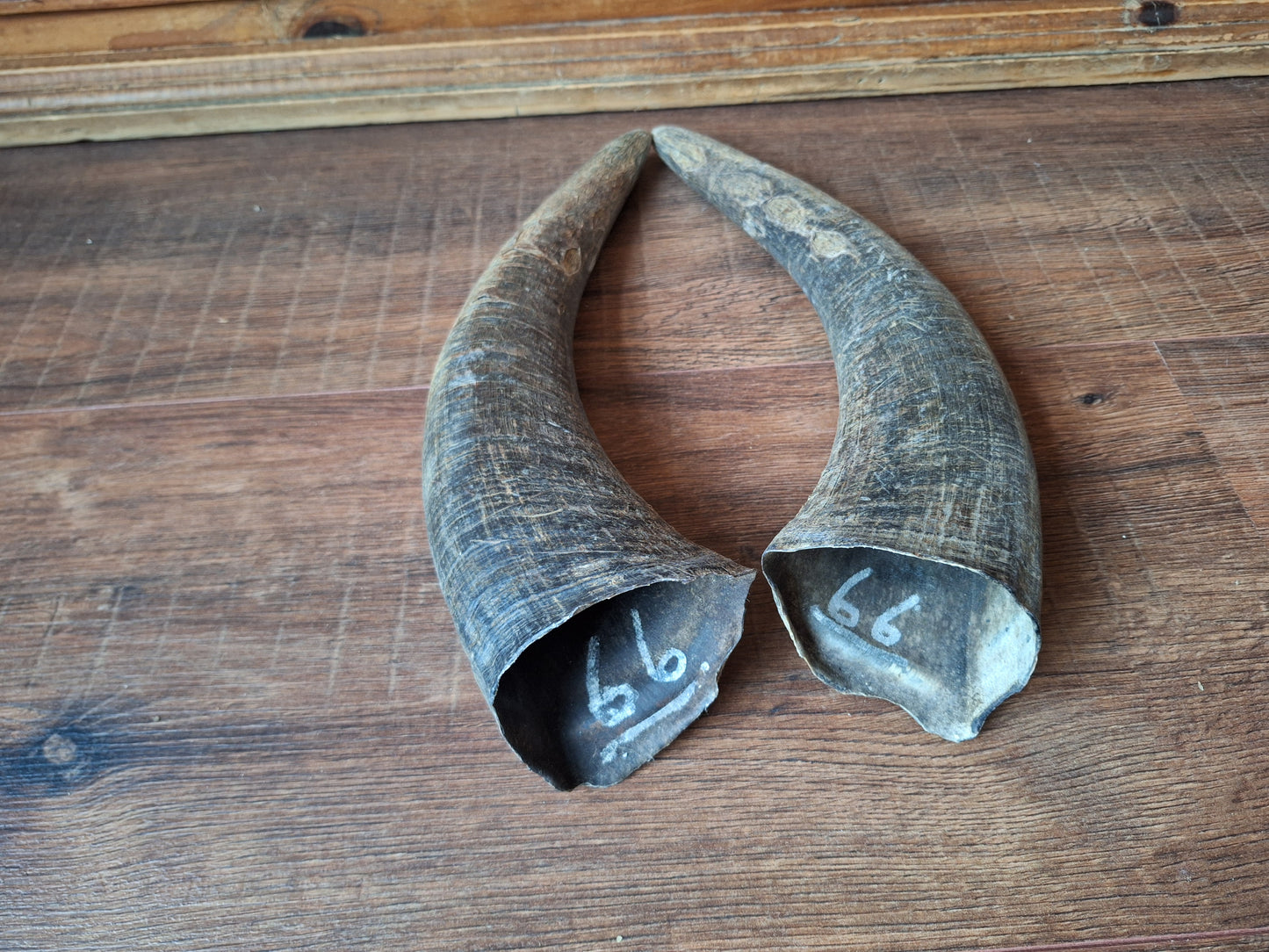 Water buffalo horns, set of two