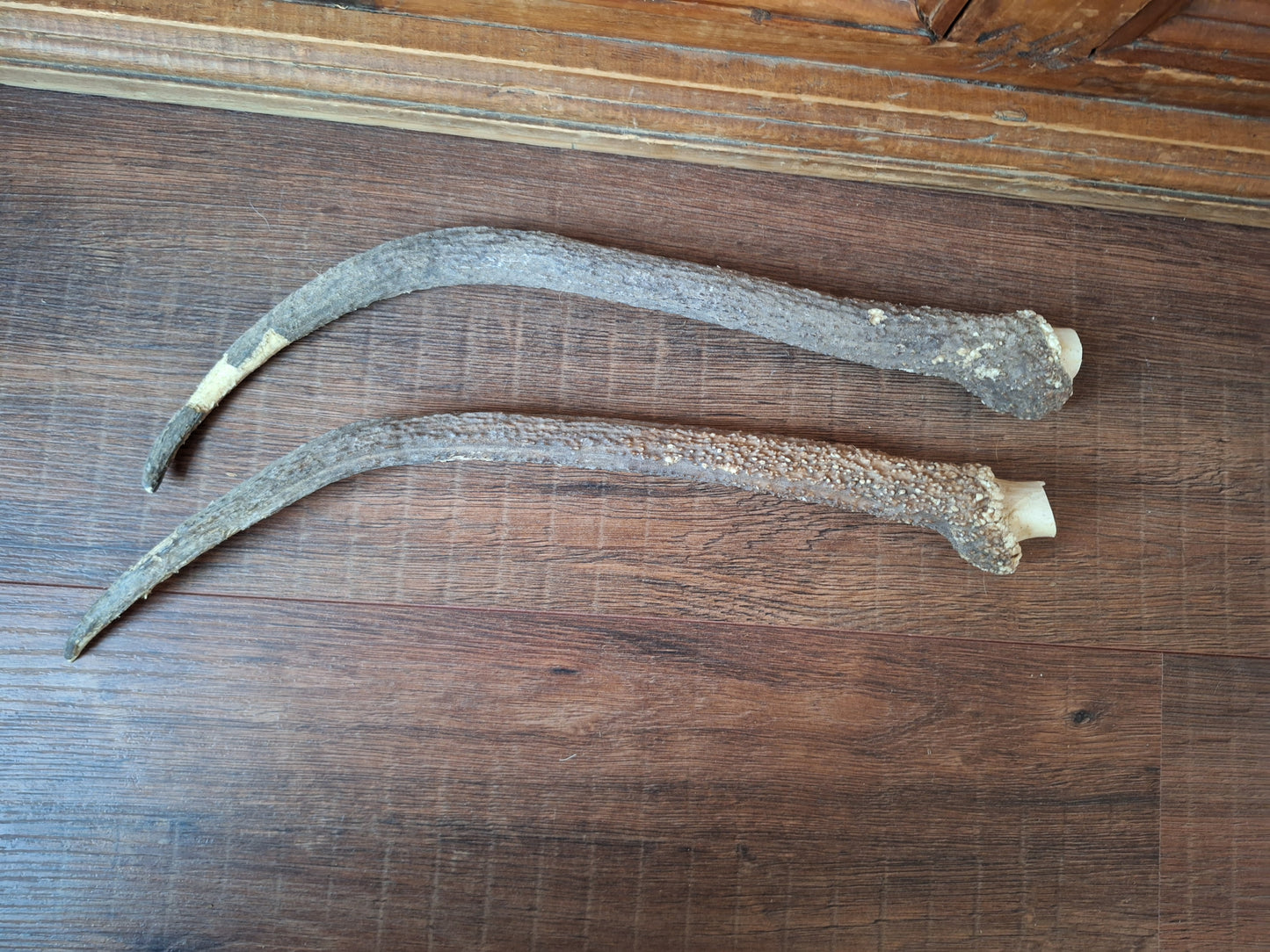 Red deer antlers, set of two #3 B-quality