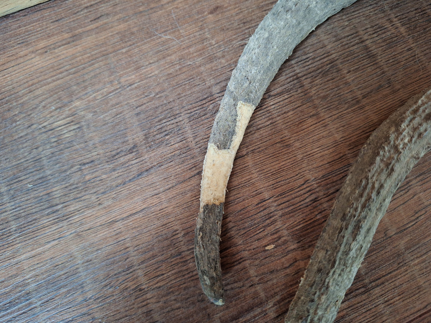 Red deer antlers, set of two #3 B-quality